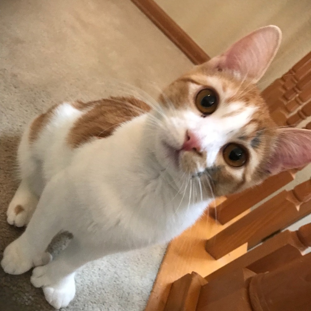 Meet your Posher, Wendy